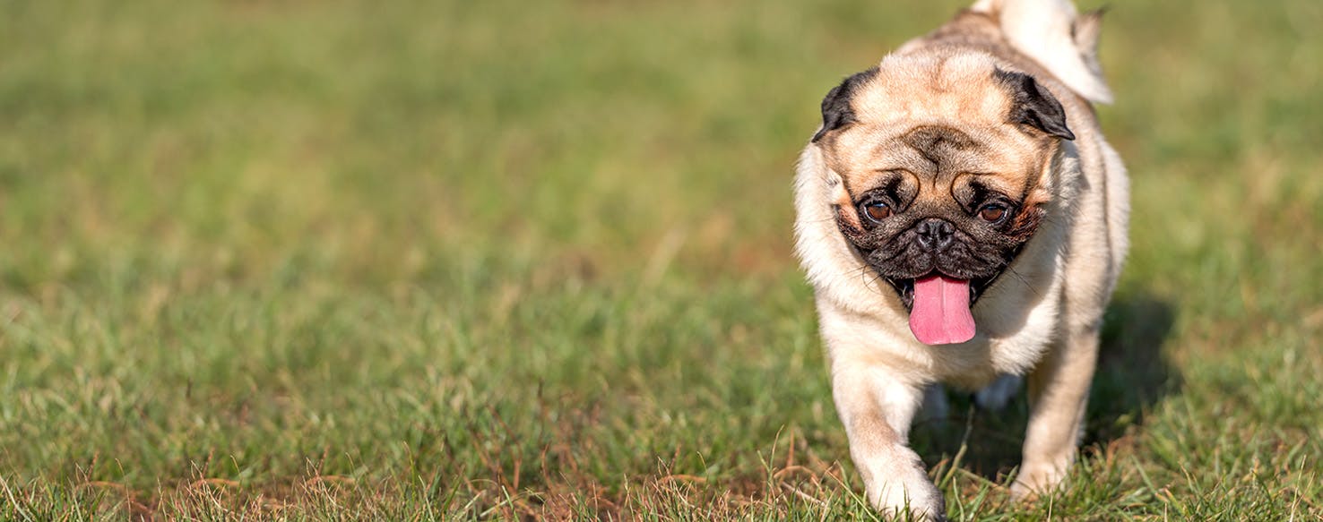 Famous sales pug names